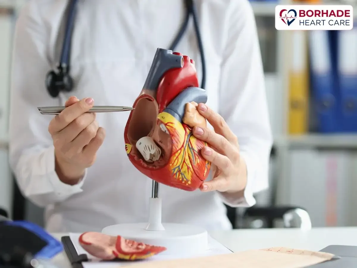 Doctor showing 3D heart model.